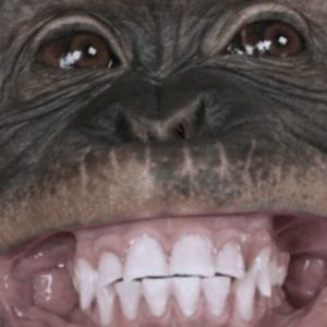 Meet your Posher, Josh